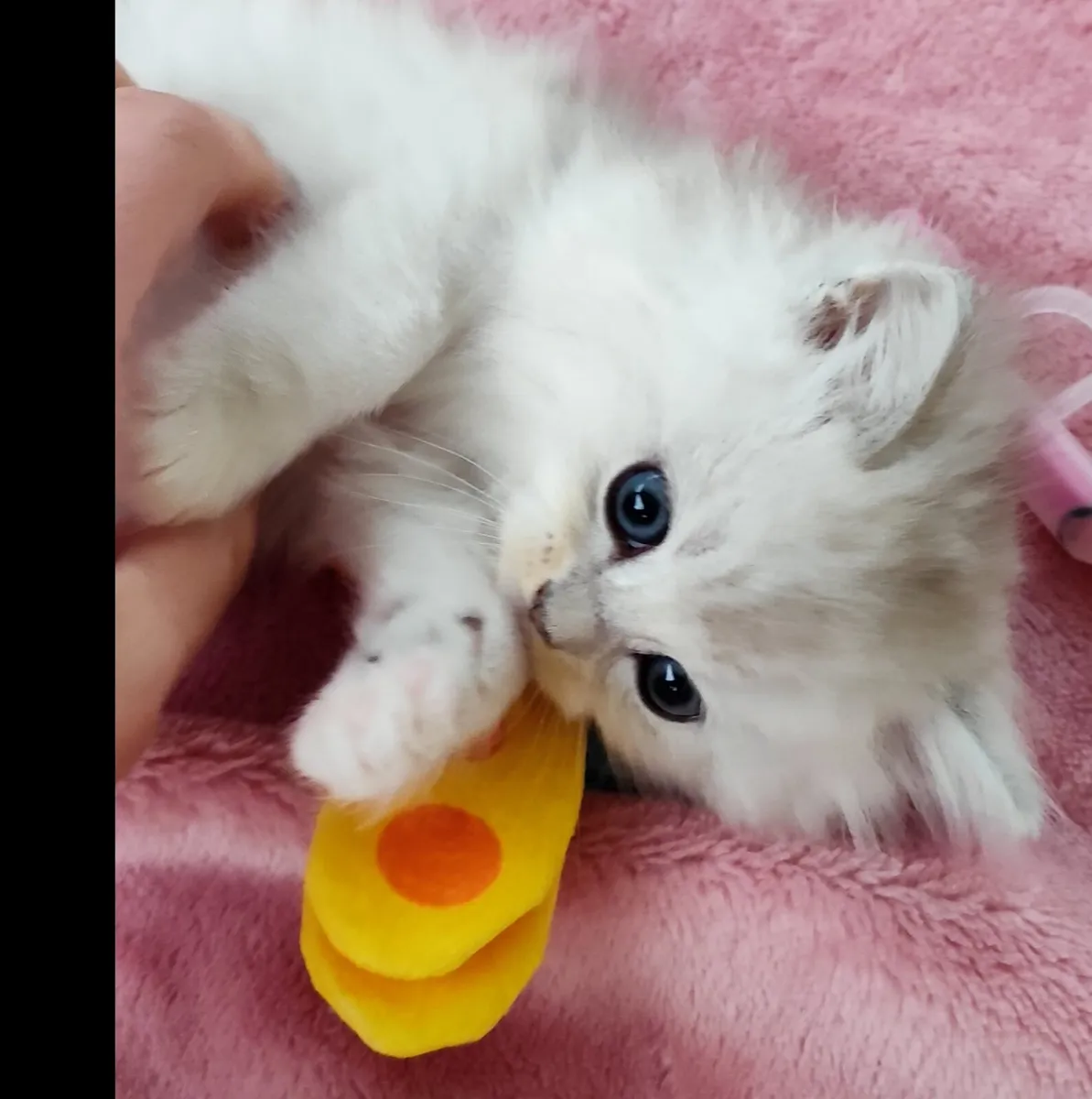 Gorgeous Longhair BSH Ragdoll Kitten - last boy - Image 3
