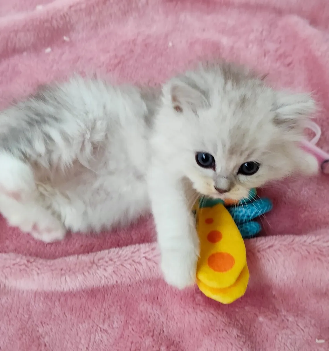 Gorgeous Longhair BSH Ragdoll Kitten - last boy - Image 4