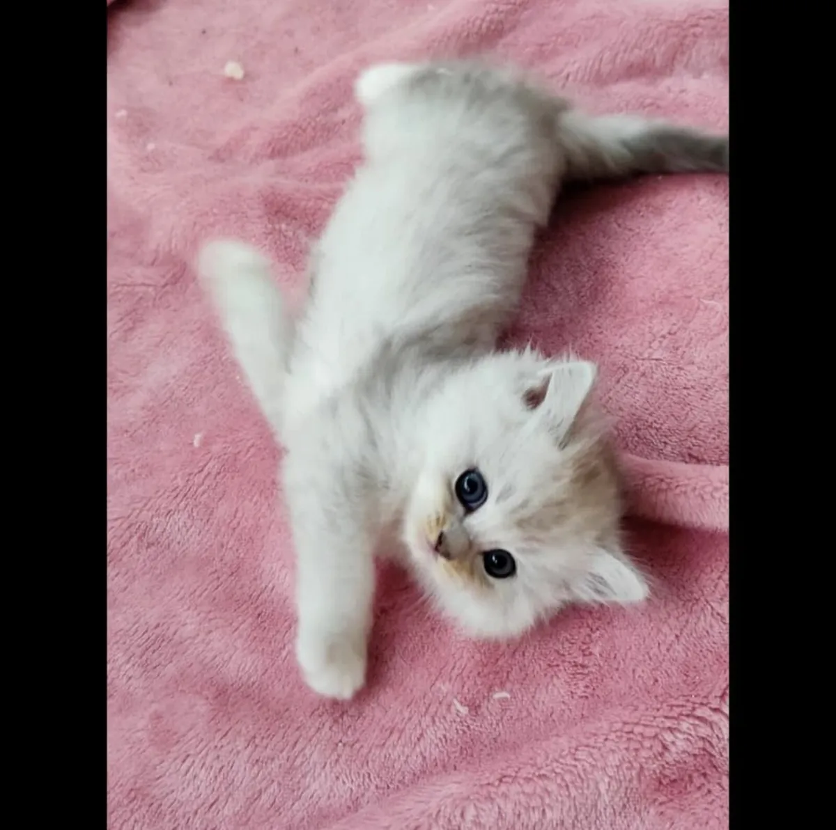 Gorgeous Longhair BSH Ragdoll Kitten - last boy - Image 1