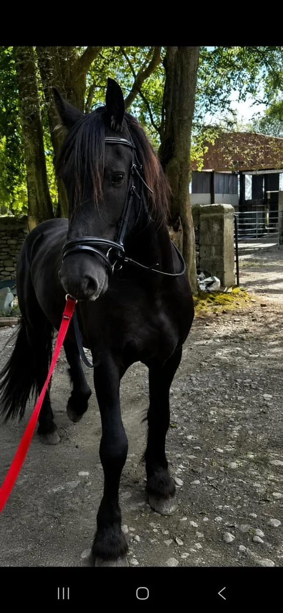 Friesian gelding - Image 3