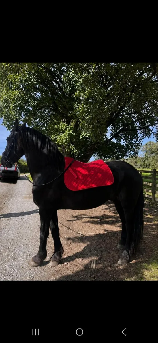 Friesian gelding - Image 2