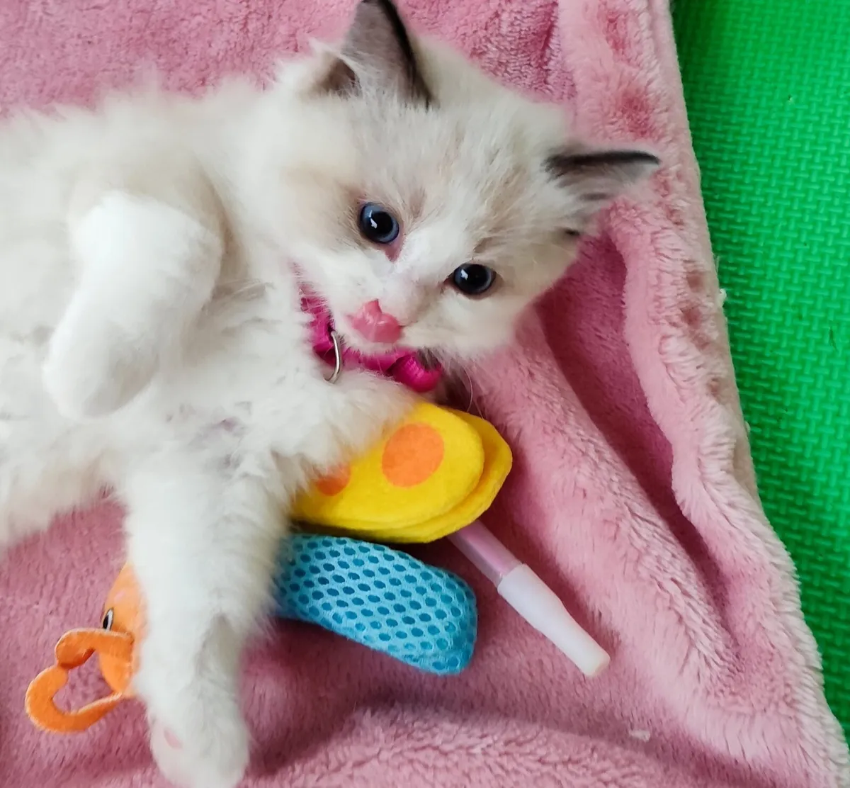 Purebred Ragdoll kittens - Image 1