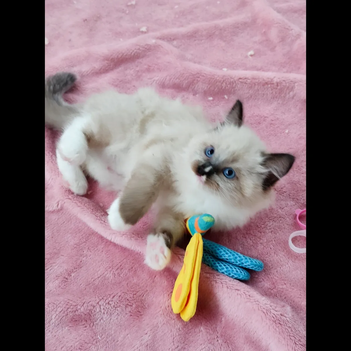 Purebred Ragdoll kittens - Image 2