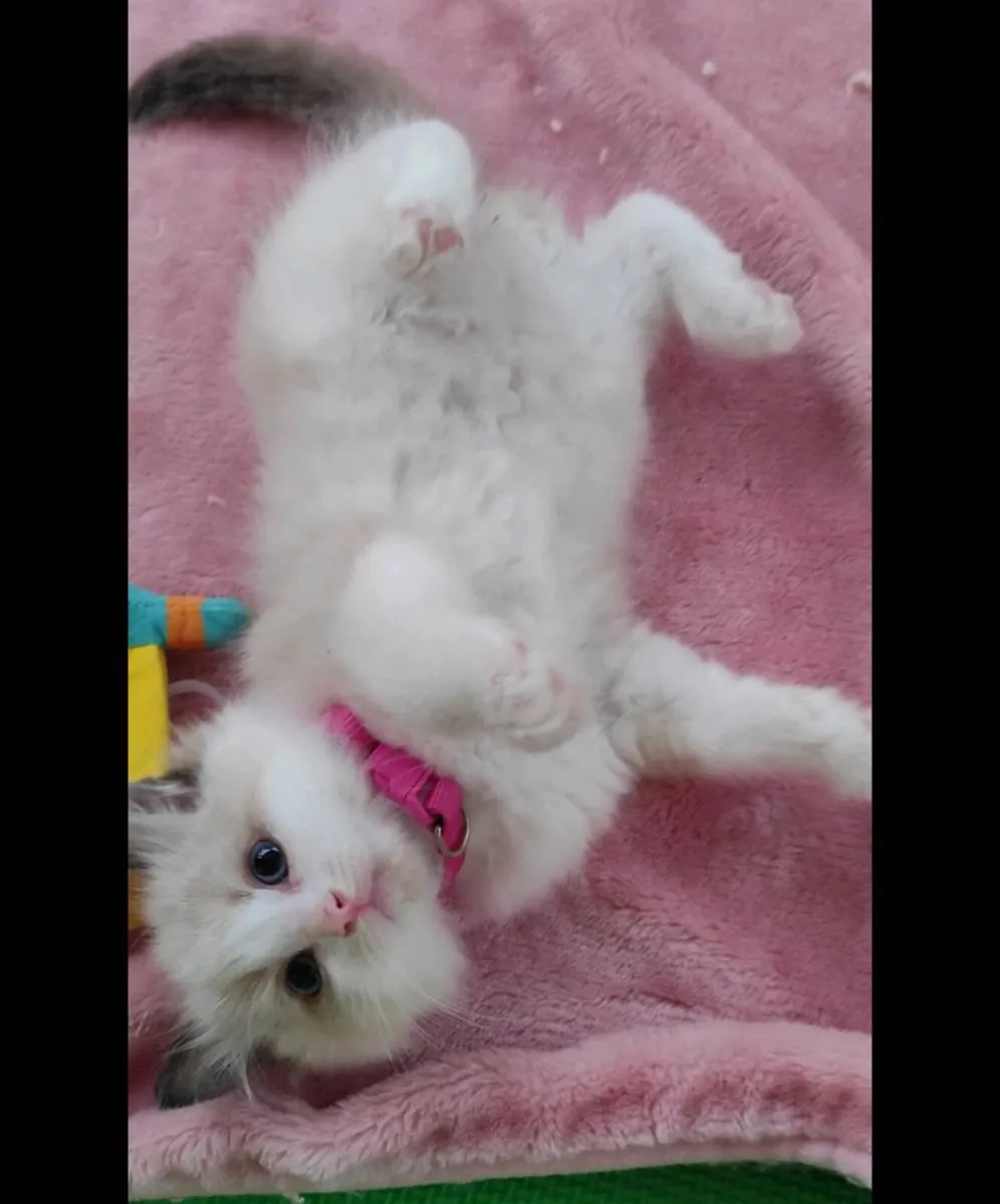Purebred Ragdoll kittens - Image 3