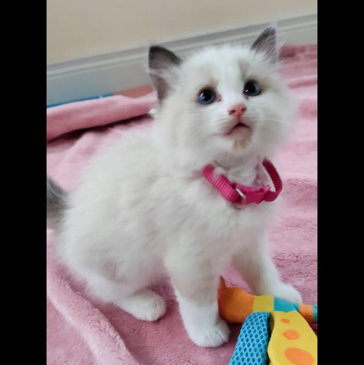 Purebred Ragdoll kittens - Image 4