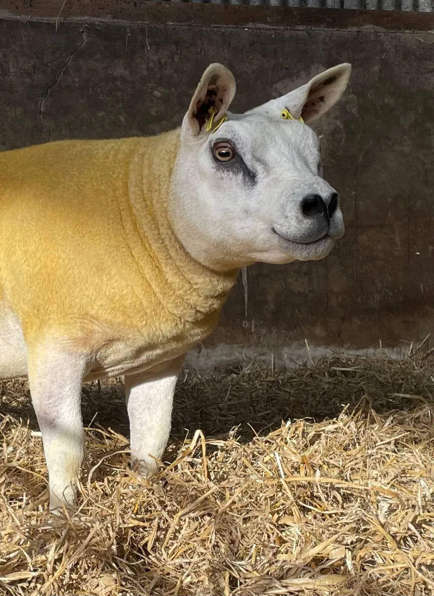 Pedigree Texel gimmers for sale - Image 2