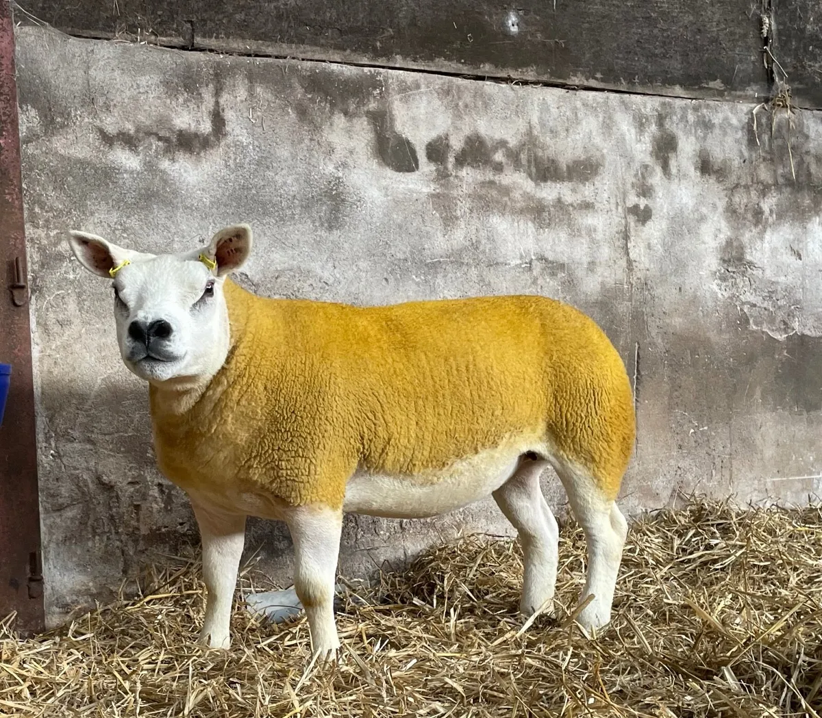 Pedigree Texel gimmers for sale - Image 1