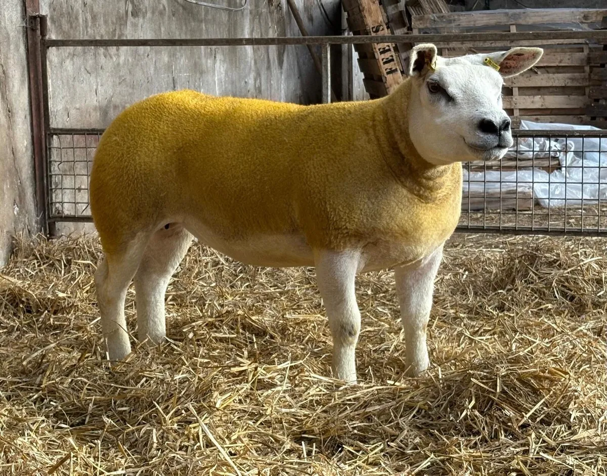 Pedigree Texel gimmers for sale - Image 3