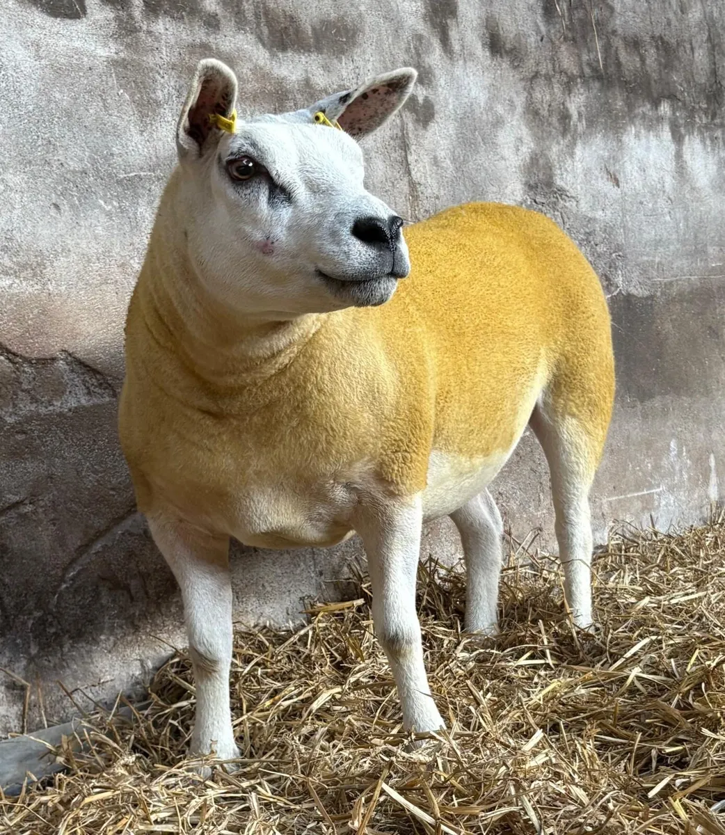 Pedigree Texel gimmers for sale - Image 4