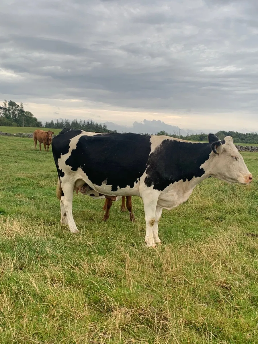 2 Hereford Cows with heifer calfs at foot - Image 3