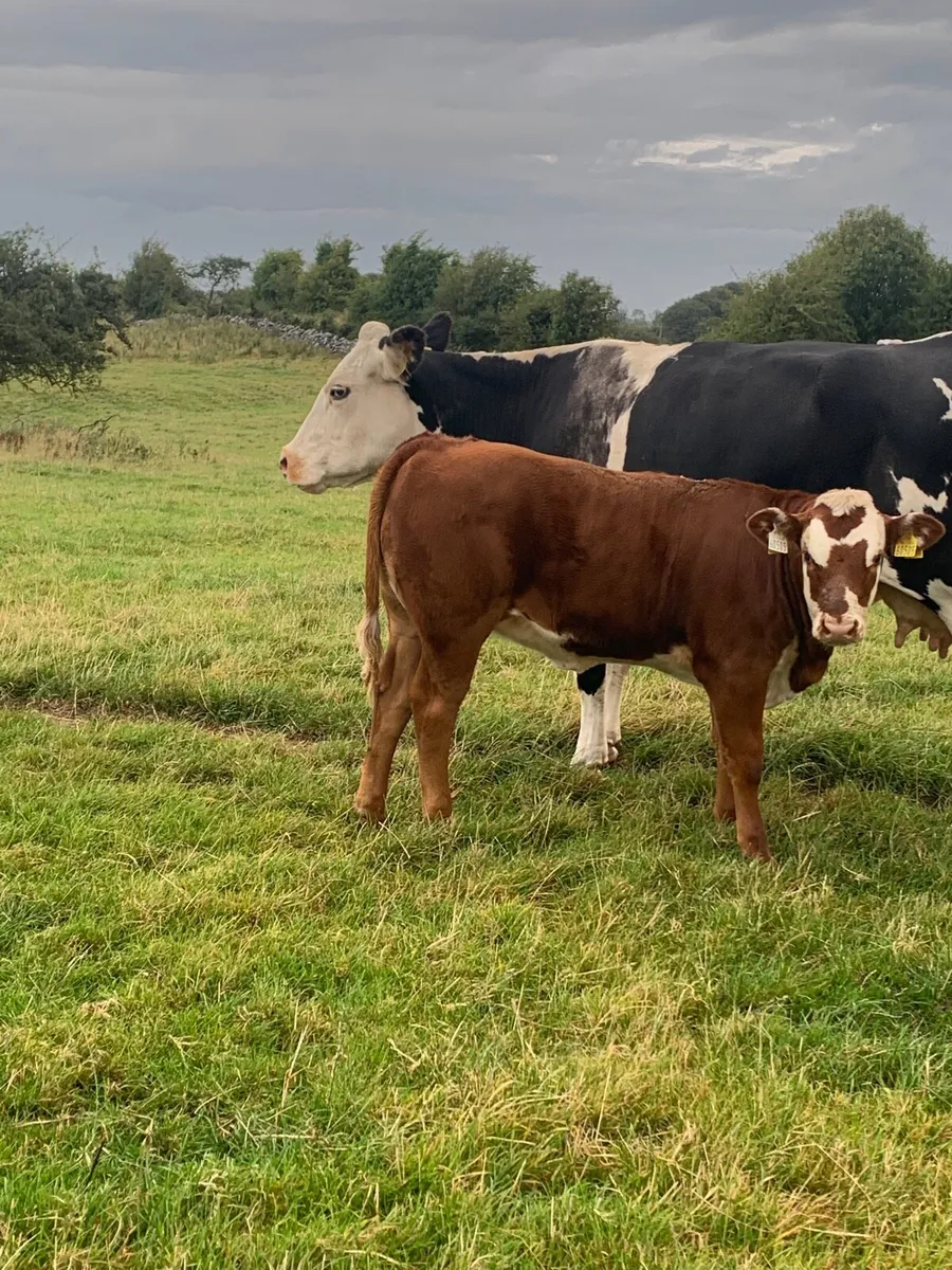 2 Hereford Cows with heifer calfs at foot - Image 4