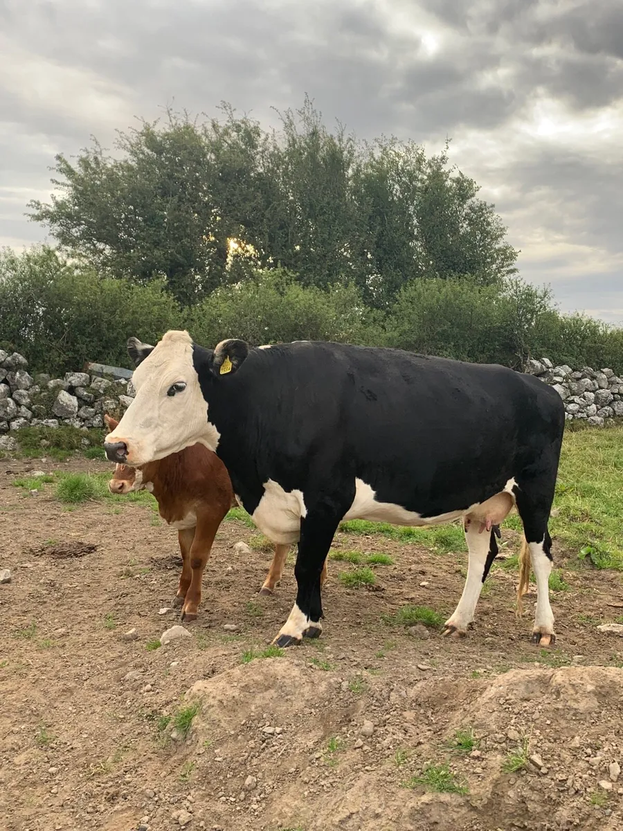 2 Hereford Cows with heifer calfs at foot - Image 2