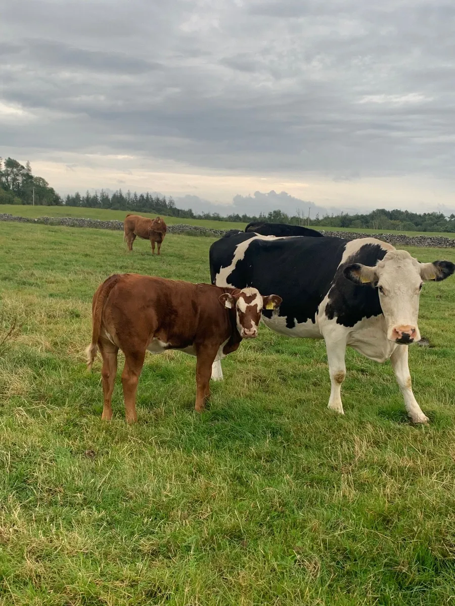 2 Hereford Cows with heifer calfs at foot - Image 1