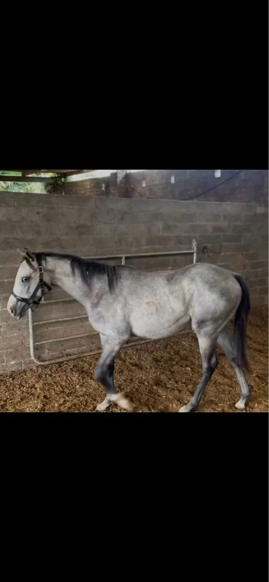 connemara yearling filly