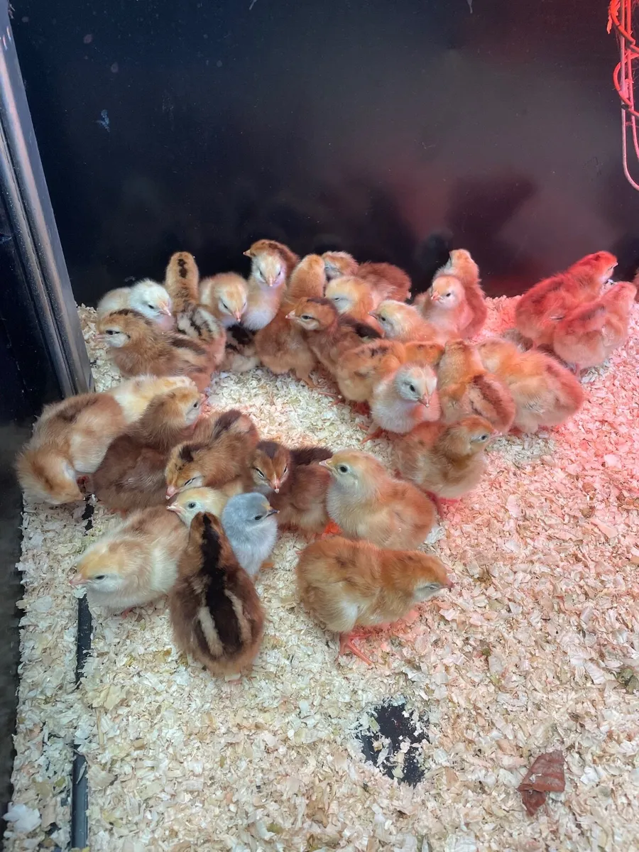 heritage Rhode Island chicks - Image 1