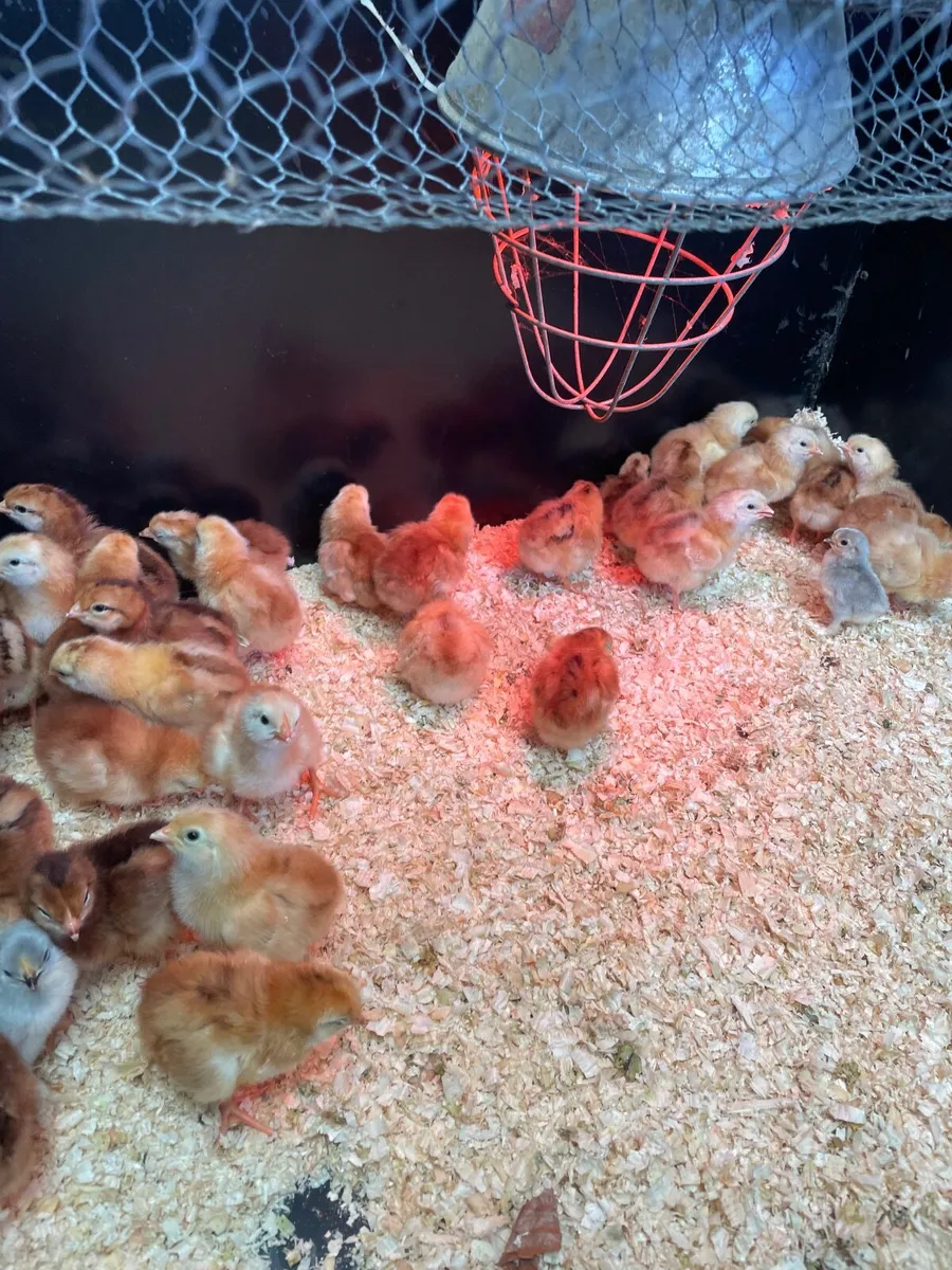 heritage Rhode Island chicks - Image 2
