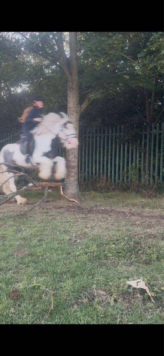 Pony - Image 2