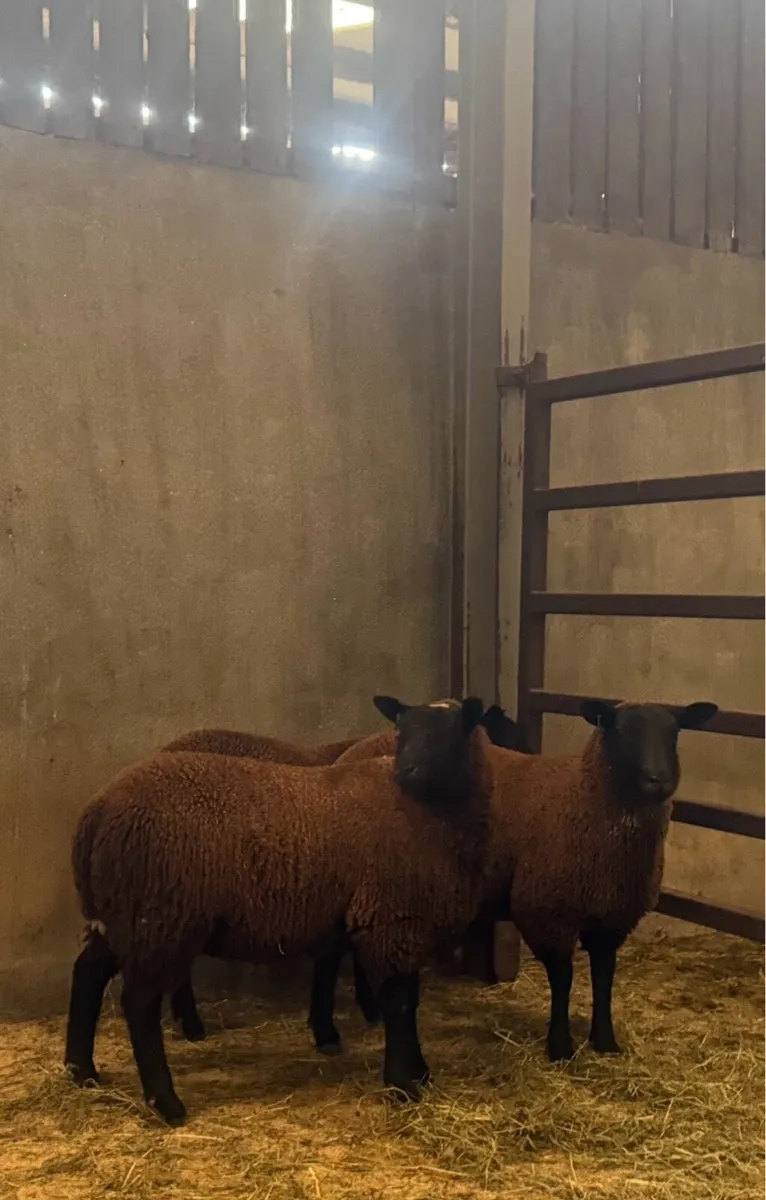 Black Ewe lambs - Image 1