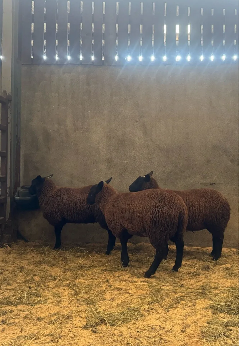Black Ewe lambs - Image 2