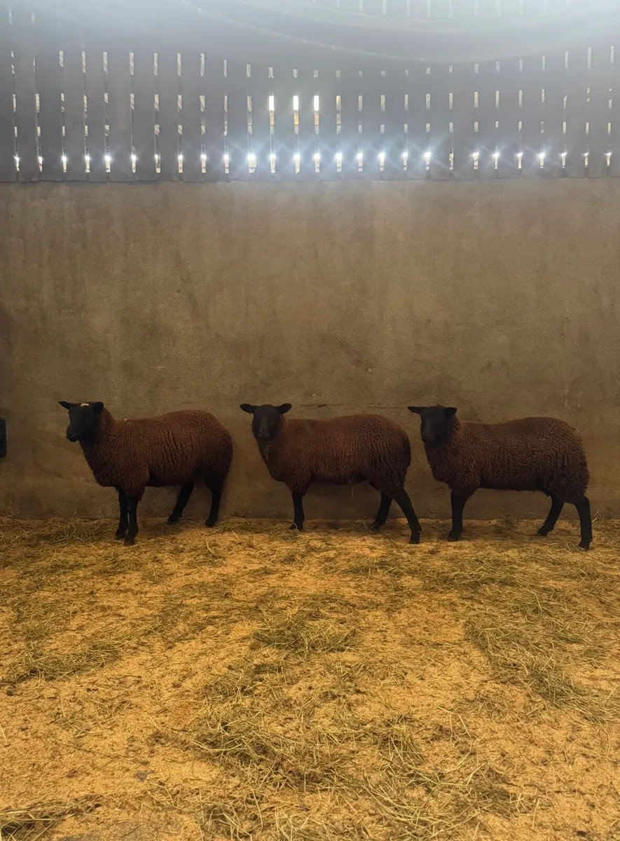 Black Ewe lambs - Image 3