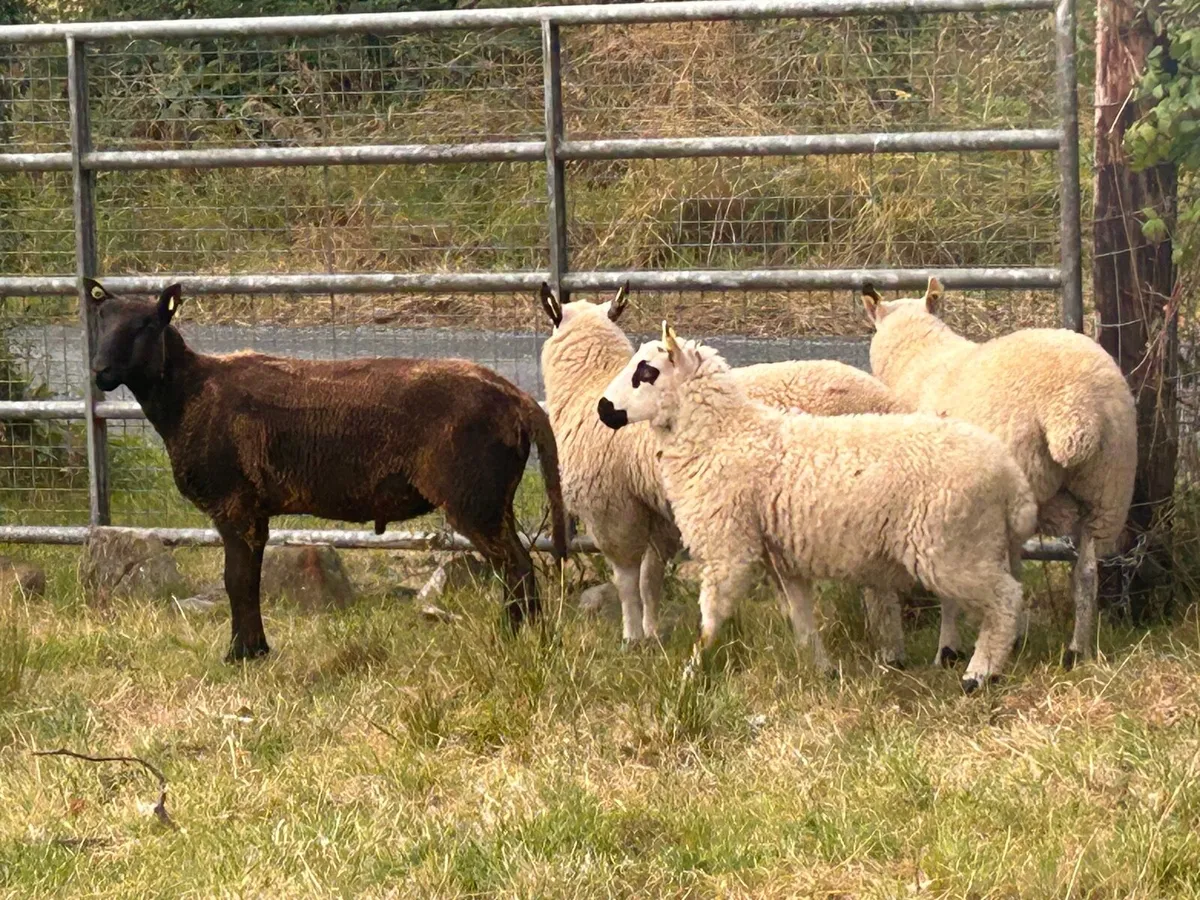 Store lambs (mixed texel Kerry hill) - Image 2