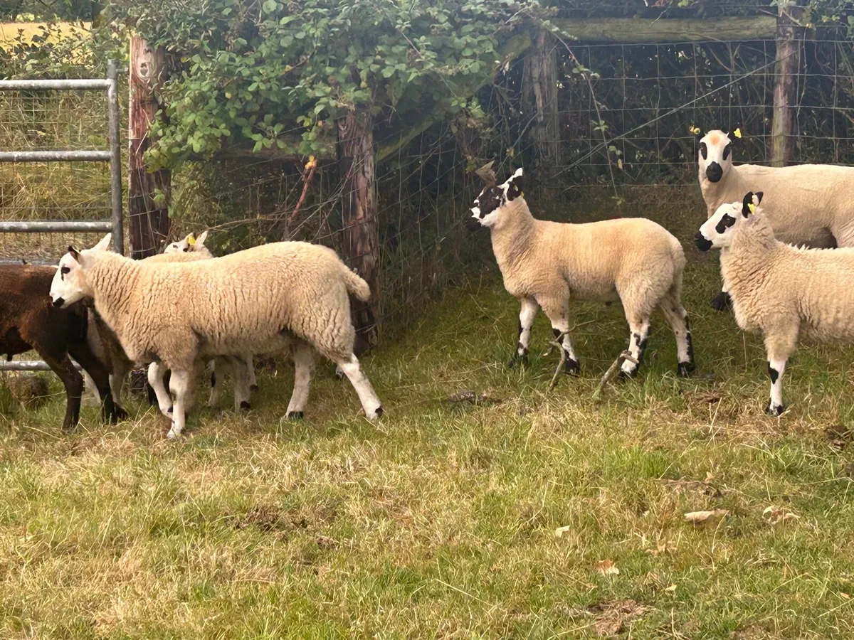 Store lambs (mixed texel Kerry hill) - Image 3