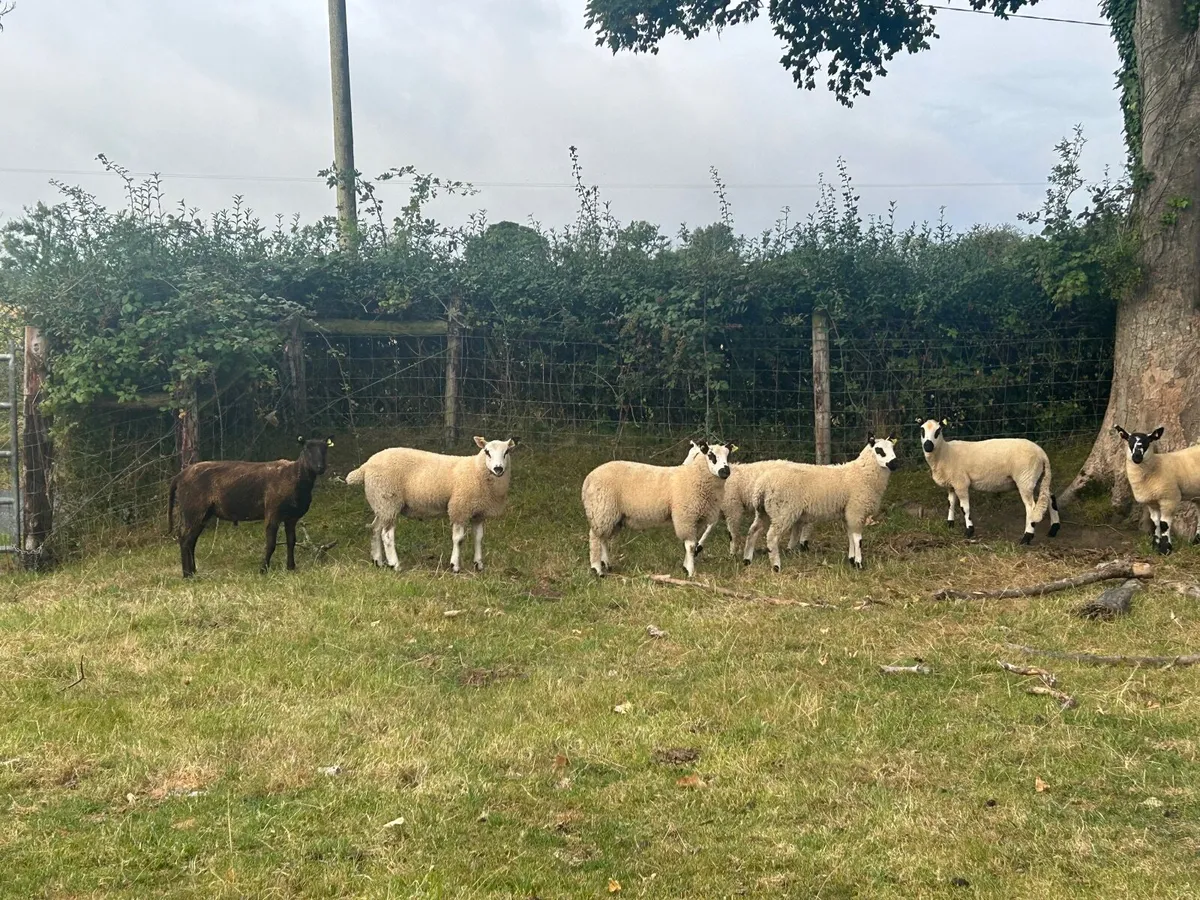 Store lambs (mixed texel Kerry hill) - Image 4