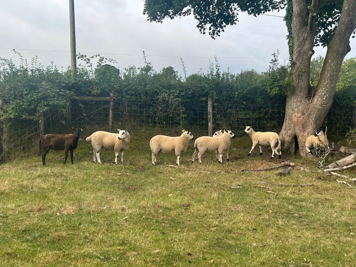 Store lambs (mixed texel Kerry hill) - Image 1