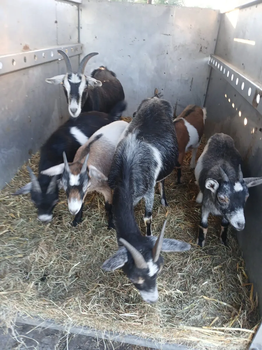 Goats