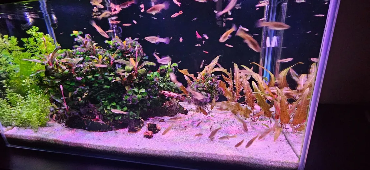 Fish tank - Image 2