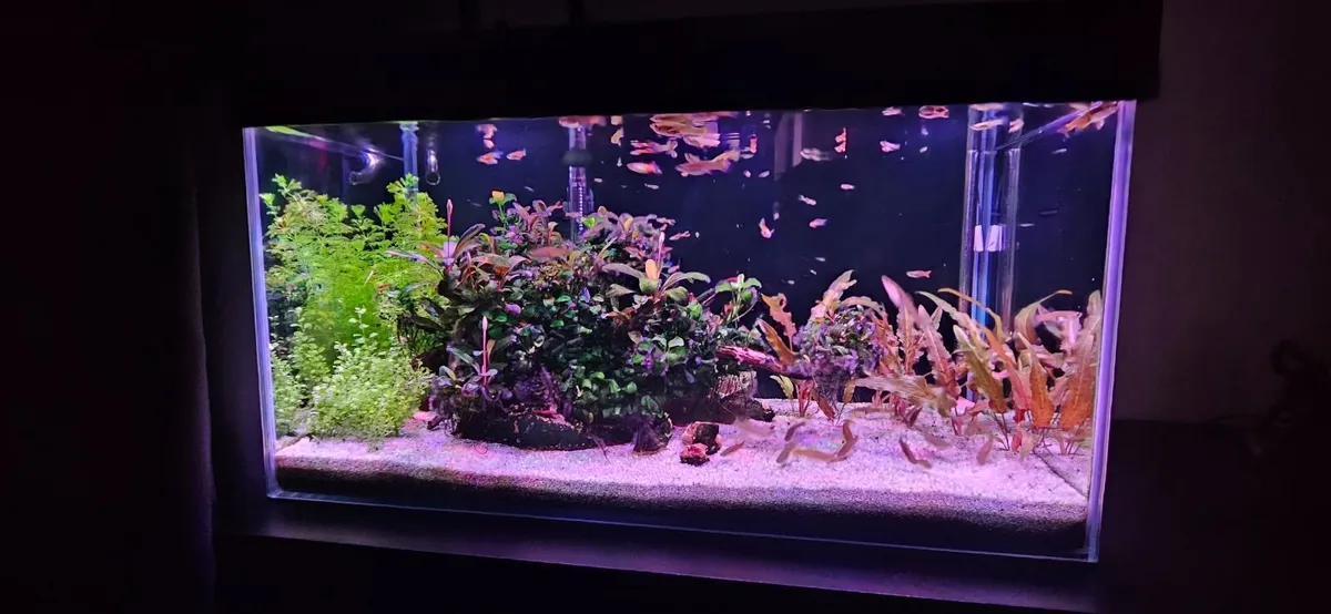 Fish tank - Image 1