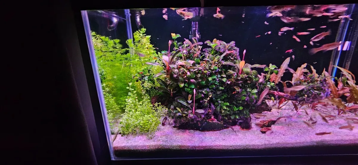 Fish tank - Image 4