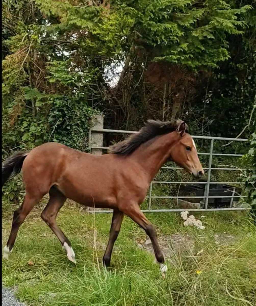 ✨Top class Connemara Pony filly foal✨ - Image 2
