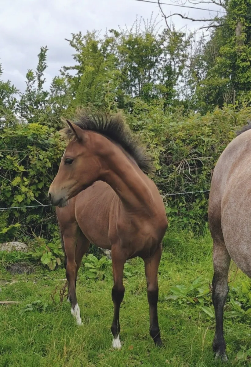 ✨Top class Connemara Pony filly foal✨ - Image 3