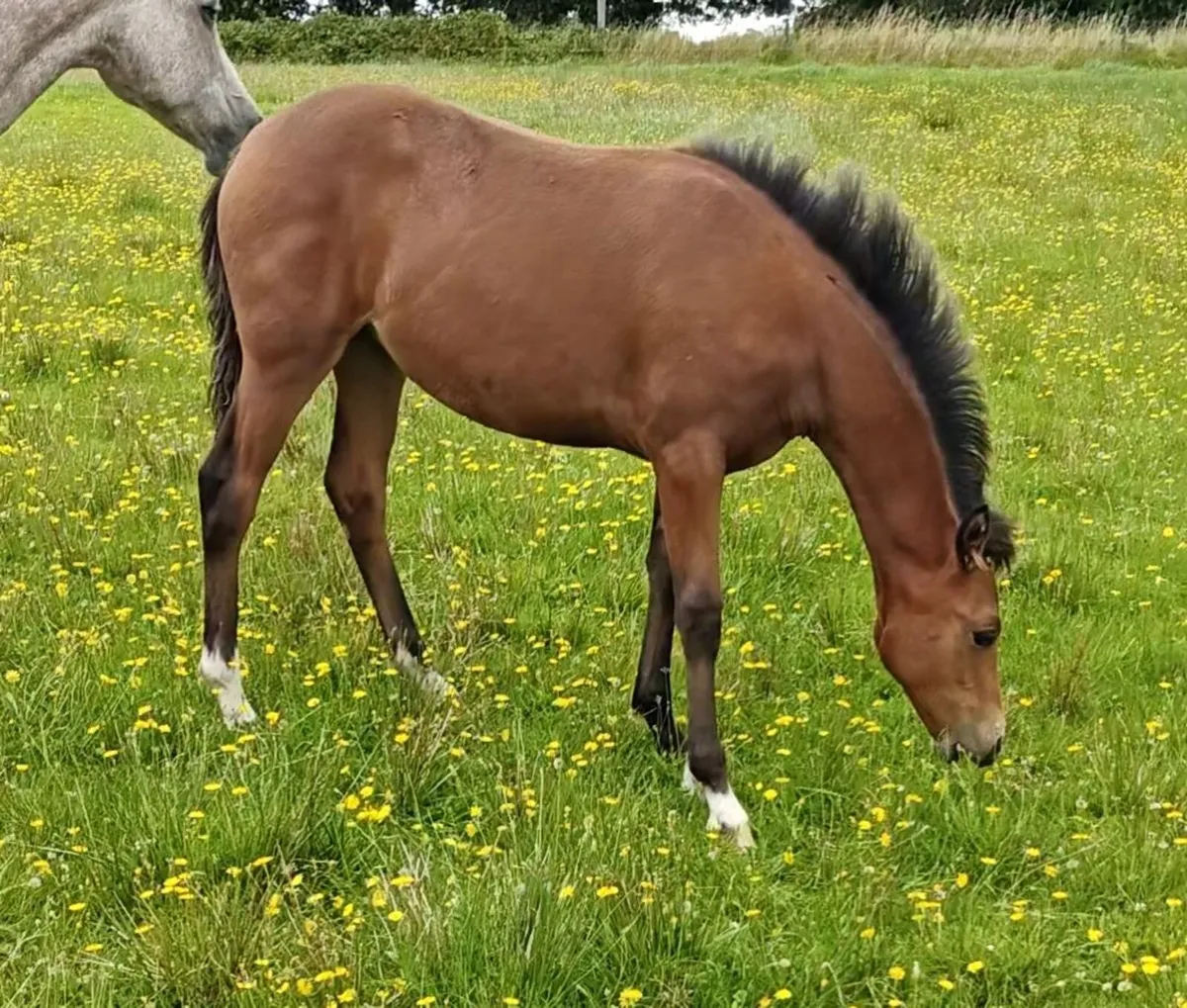 ✨Top class Connemara Pony filly foal✨ - Image 4