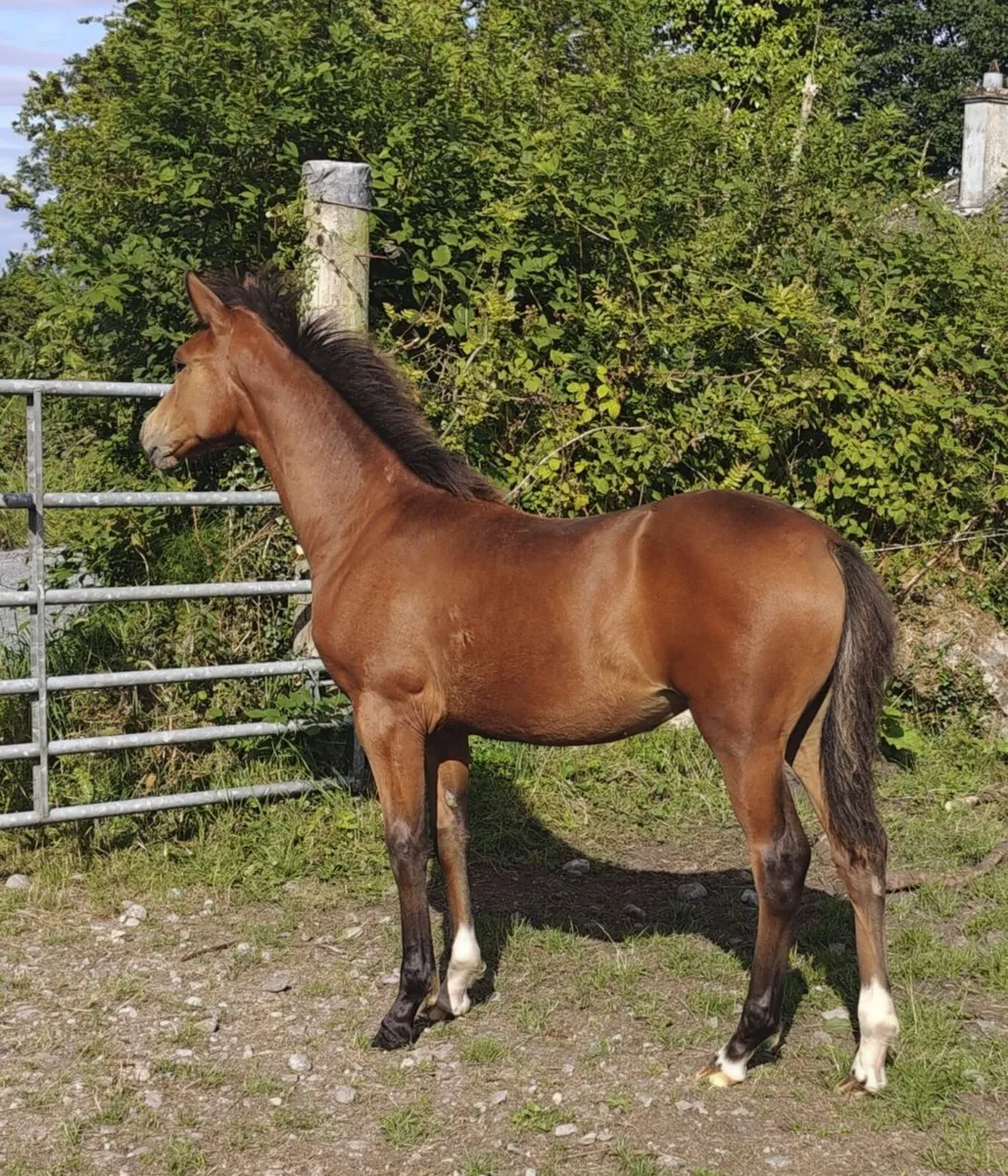 ✨Top class Connemara Pony filly foal✨ - Image 1