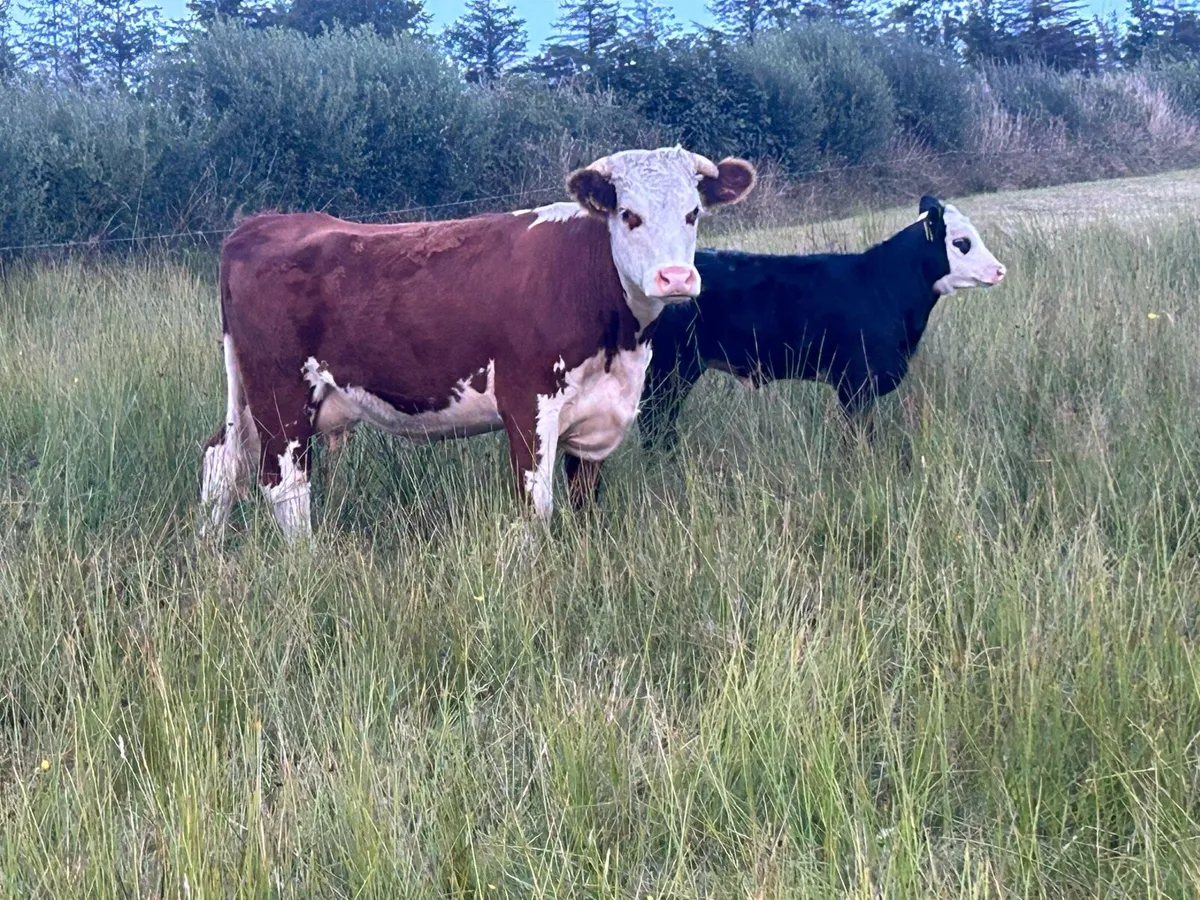 Hereford Suckler - Image 2