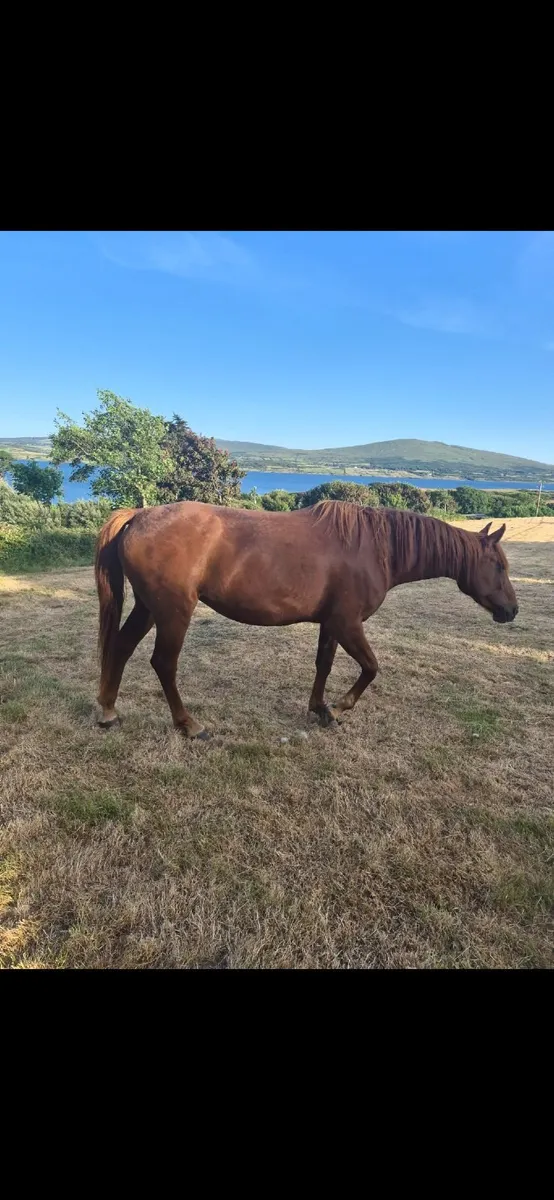 3 Year Old Sports Horse - Image 1