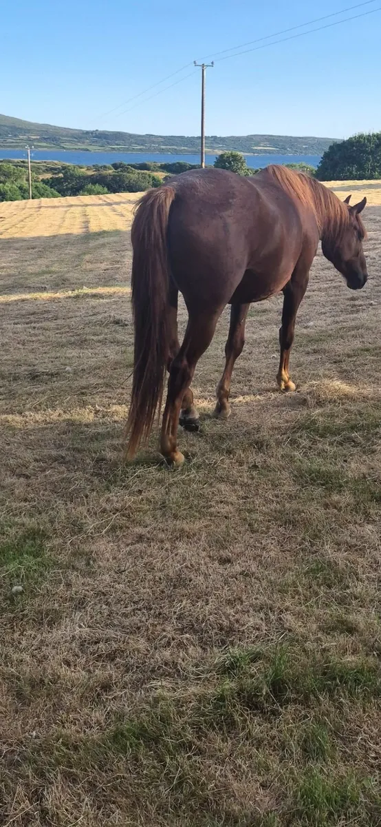 3 Year Old Sports Horse - Image 3