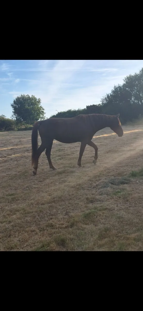 3 Year Old Sports Horse - Image 4