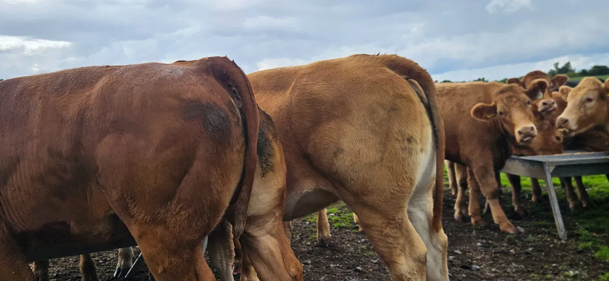 Super breeding heifers. - Image 1