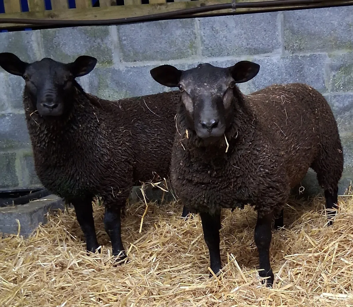 Hybrid Ram Lambs - Image 1