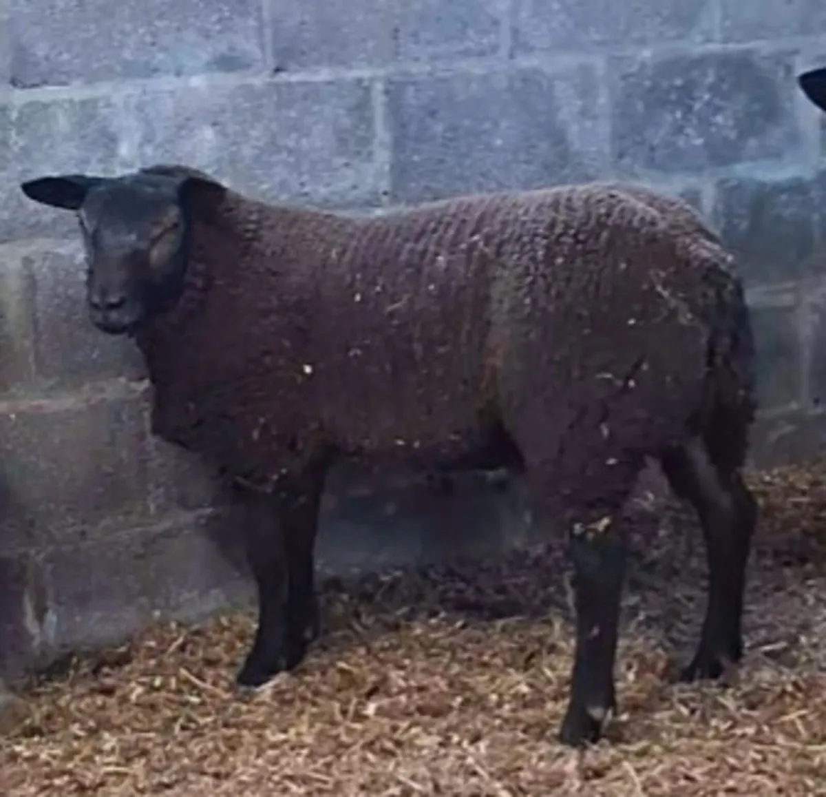 Hybrid Ram Lambs - Image 2