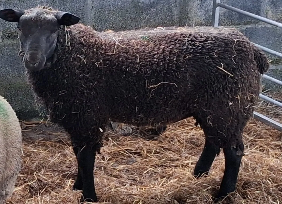 Hybrid Ram Lambs - Image 4