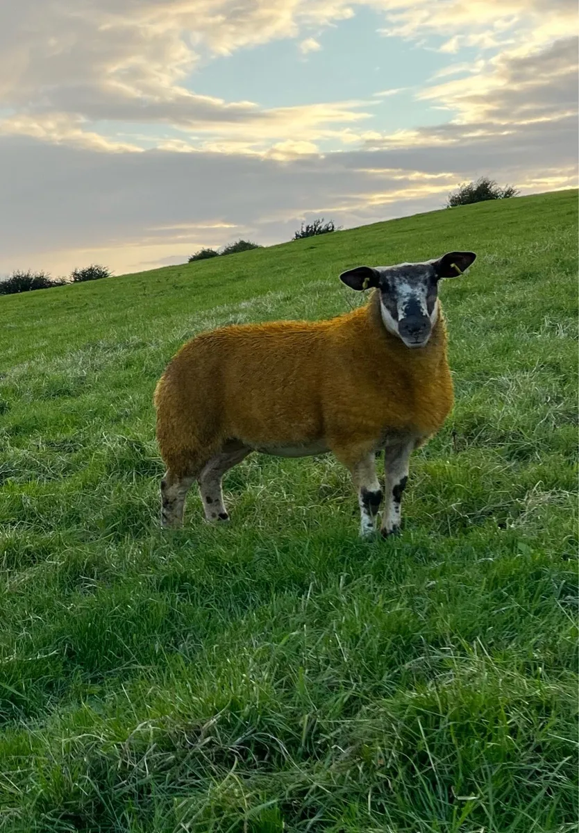 Sufftex ewe lamb - Image 1
