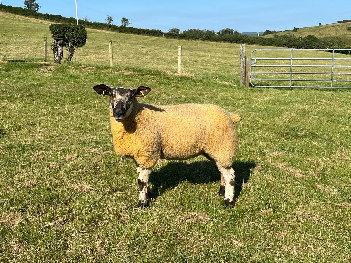 Sufftex ewe lamb - Image 2