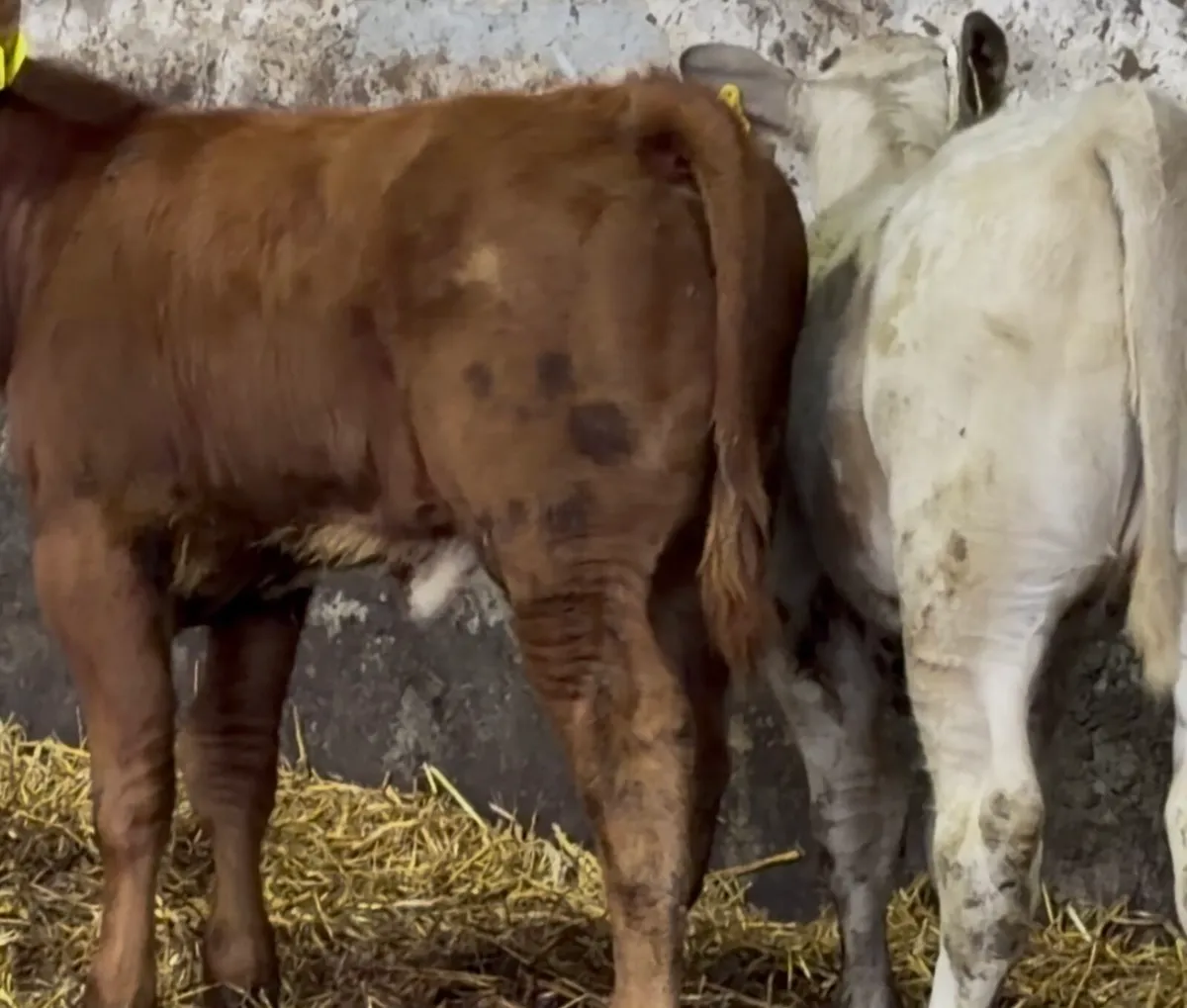2 smashing AI breed calves - Image 4