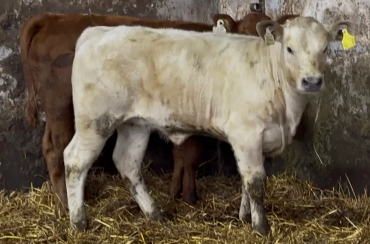 smashing suckler breed calves - Image 2