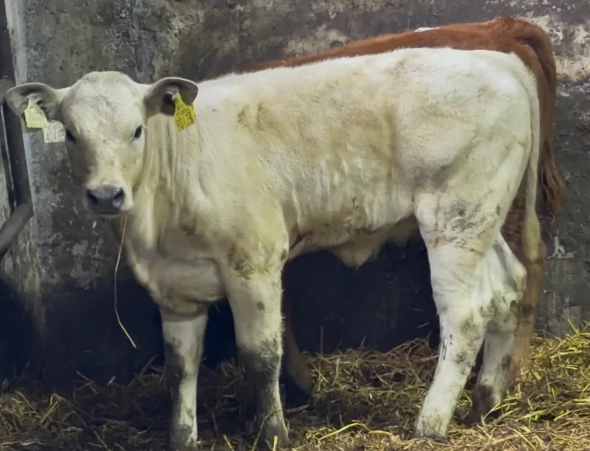 smashing suckler breed calves - Image 3