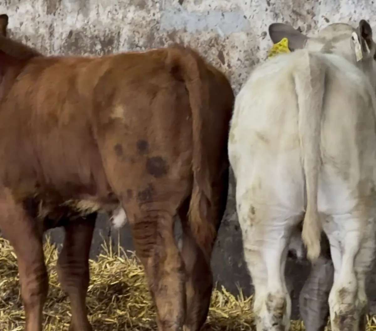 smashing suckler breed calves - Image 4